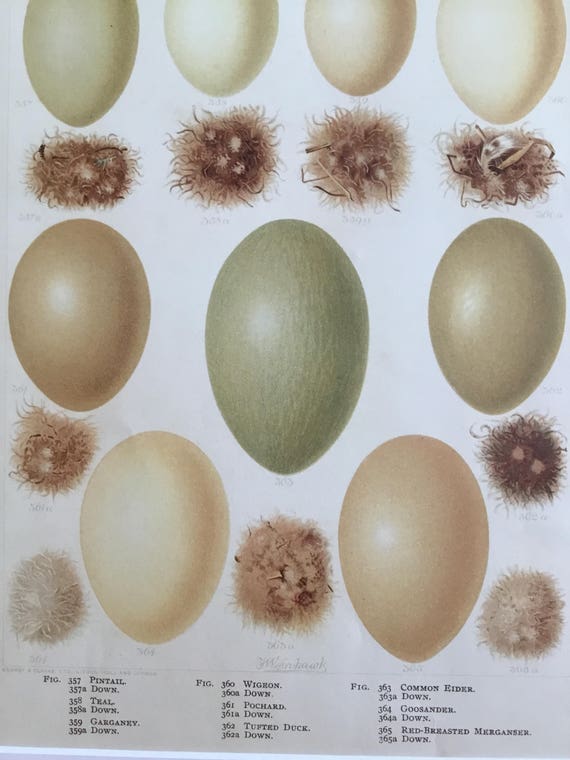 Bird Eggs no8 Easter Decoration Vintage Bird Egg Prints Antique bird egg plate