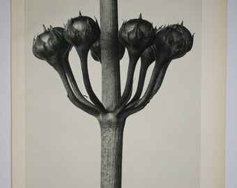 Art Forms in Nature by Karl Blossfeldt, Plate No. 23, 1929