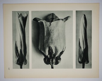 Art Forms in Nature by Karl Blossfeldt, Plate No. 107, 1929