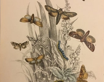 Plate No.27 Victorian Era Original Print, The Genera of British Moths by H. Noel Humphreys, 7x10.5 in. 1859, London, Includes Description