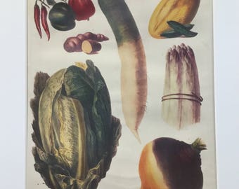 Fruit & Vegetable Vintage Print 8 x 10.75 inches from Vilmorin,Paris 1897, Very Rare! Includes Mat 11 x 14 inches