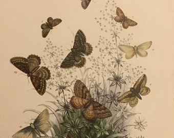 Plate No.42 Victorian Era Original Print, The Genera of British Moths by H. Noel Humphreys, 7x10.5 in. 1859, London, Includes Description