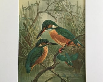 Alecedo ispida Chromlith Bird Original Print 1878 MittelEuropas 7.5x11.5 in. Includes mat 12x16 in.