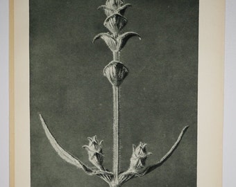 Art Forms in Nature by Karl Blossfeldt, Plate No. 99, 1929
