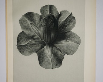 Art Forms in Nature by Karl Blossfeldt, Plate No. 73, 1929
