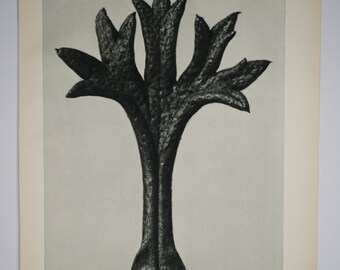 Art Forms in Nature by Karl Blossfeldt, Plate No. 35, 1929