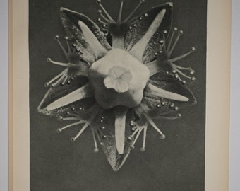 Art Forms in Nature by Karl Blossfeldt, Plate No. 68, 1929
