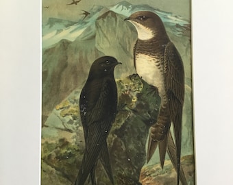 Apus Apus & Apis Melba Chromlith Bird Original Print 1878 MittelEuropas 7.5x11.5 in. Includes mat 12x16 in.