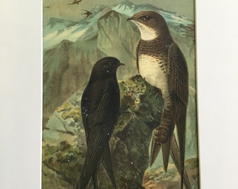 Apus Apus & Apis Melba Chromlith Bird Original Print 1878 MittelEuropas 7.5x11.5 in. Includes mat 12x16 in.