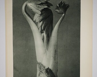 Art Forms in Nature by Karl Blossfeldt, Plate No. 96, 1929