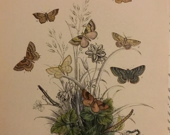Plate No.37 Victorian Era Original Print, The Genera of British Moths by H. Noel Humphreys, 7x10.5 in. 1859, London, Includes Description
