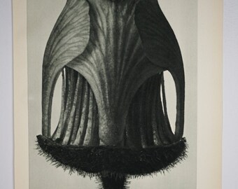 Art Forms in Nature by Karl Blossfeldt, Plate No. 12, Drooping Avens