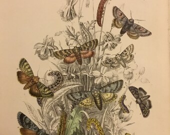 Plate No.21 Victorian Era Original Print, The Genera of British Moths by H. Noel Humphreys, 7x10.5 in. 1859, London, Includes Description