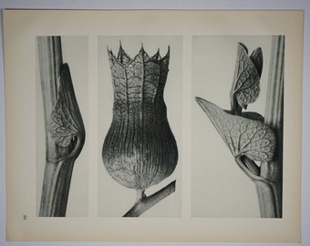 Art Forms in Nature by Karl Blossfeldt.  Plate No. 59, 1929