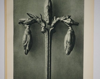 Art Forms in Nature by Karl Blossfeldt, Plate No. 57, 1929
