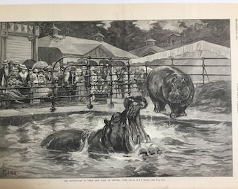 The Hippopotami in their new tank at Central Park Zoo by FS Church, September 29, 1888, Harpers Weekly, 11x16in.,Excellent Condition
