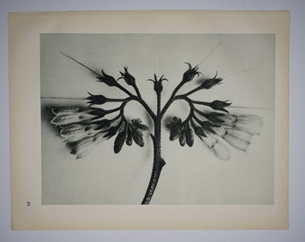Art Forms in Nature by Karl Blossfeldt, Plate No. 88, 1929