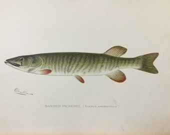 Banded Pickerel (Lucius Americanus) Original Lithograph by Sherman F. Denton, Fish & Game of NY, 1895-1907