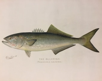 Bluefish (Pomatomus Saltatrix) Lithograph Print by Sherman F. Denton, Fish & Game of NY, 1895-1907, 9.5x12inches