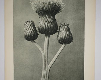 Art Forms in Nature by Karl Blossfeldt, Plate No. 100, 1929