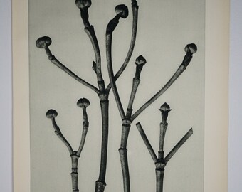 Art Forms in Nature by Karl Blossfeldt, Plate No. 18, 1929