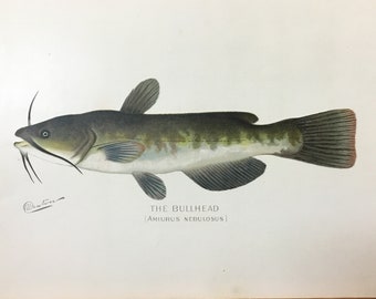 Bullhead Catfish(Amiurus Nebulosus) Original Lithograph by Sherman F. Denton, Fish & Game of NY, 1895-1907, 9.5x12inches