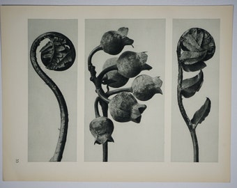 Art Forms in Nature by Karl Blossfeldt, Plate No. 33, 1929