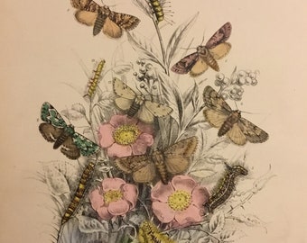 Plate No.23 Victorian Era Original Print, The Genera of British Moths by H. Noel Humphreys, 7x10.5 in. 1859, London, Includes Description