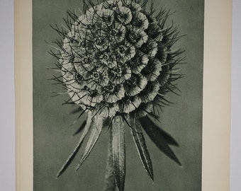 Art Forms in Nature by Karl Blossfeldt, Plate No. 91, 1929