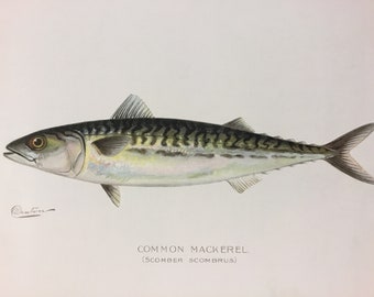 Common Mackerel (Scomber Scombrus) Original Lithograph Print by Sherman F. Denton, Fish and Game of State of NY, 1895-1907