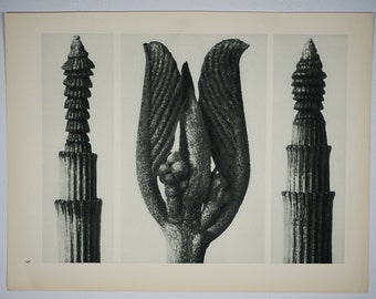 Art Forms in Nature by Karl Blossfeldt, Plate 8, 1929