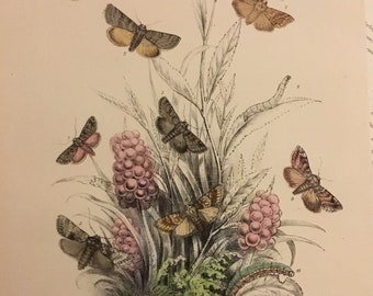 Plate No.24 Victorian Era Original Print, The Genera of British Moths by H. Noel Humphreys, 7x10.5 in. 1859, London, Includes Description
