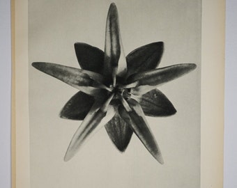 Art Forms in Nature by Karl Blossfeldt, Plate No. 69, 1929