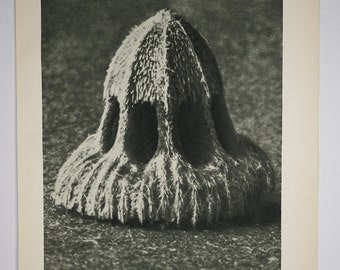 Art Forms In Nature by Karl Blossfeldt, Plate No. 11, 1929