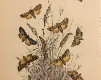 Plate No.20 Victorian Era Original Print, The Genera of British Moths by H. Noel Humphreys, 7x10.5 in. 1859, London, Includes Description