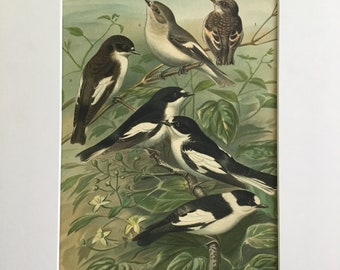 Muscicapa atricapilla Chromlith Bird Original Print 1878 MittelEuropas 7.5x11.5 in. Includes mat 12x16 in.