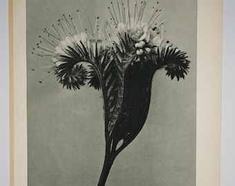 Art Forms in Nature by Karl Blossfeldt, Plate No. 98, 1929