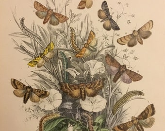 Plate No.25 Victorian Era Original Print, The Genera of British Moths by H. Noel Humphreys, 7x10.5 in. 1859, London, Includes Description