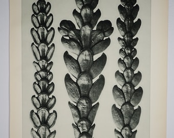 Art Forms in Nature by Karl Blossfeldt, Plate 29, 1929