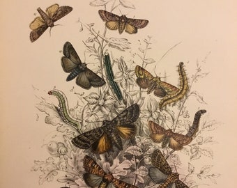 Plate No.17, Victorian Era Original Print, The Genera of British Moths by H. Noel Humphreys, 7x10.5 in. 1859, London, Includes Description