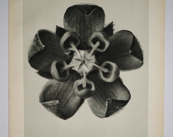 Art Forms in Nature by Karl Blossfeldt, Plate No. 82, 1929