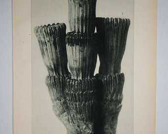 Art Forms In Nature by Karl Blossfeldt, Plate No. 5, 1929