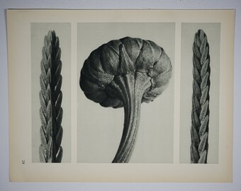 Art Forms in Nature by Karl Blossfeldt, Plate No. 28, 1929
