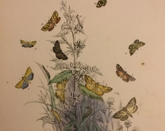 Plate No.47 Victorian Era Original Print, The Genera of British Moths by H. Noel Humphreys, 7x10.5 in. 1859, London, Includes Description