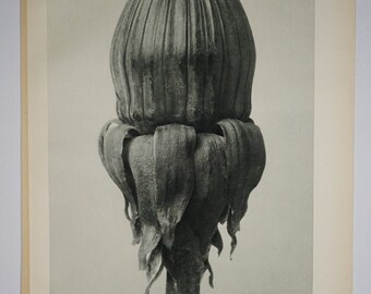 Art Forms in Nature by Karl Blossfeldt, Plate No. 75, 1929