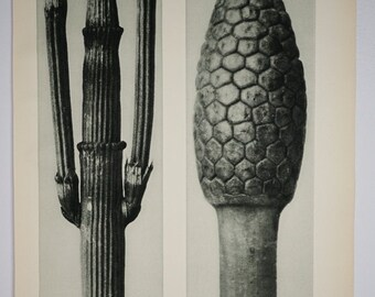 Art Forms In Nature by Karl Blossfeldt, Plate No. 6, 1929