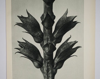 Art Forms in Nature by Karl Blossfeldt, Plate No. 24, 1929