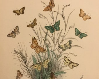 Plate No.44 Victorian Era Original Print, The Genera of British Moths by H. Noel Humphreys, 7x10.5 in. 1859, London, Includes Description