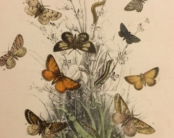 Plate No.31 Victorian Era Original Print, The Genera of British Moths by H. Noel Humphreys, 7x10.5 in. 1859, London, Includes Description
