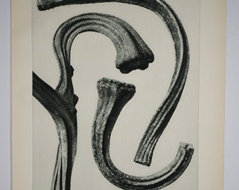 Art Forms in Nature by Karl Blossfeldt, Plate No. 26, 1929